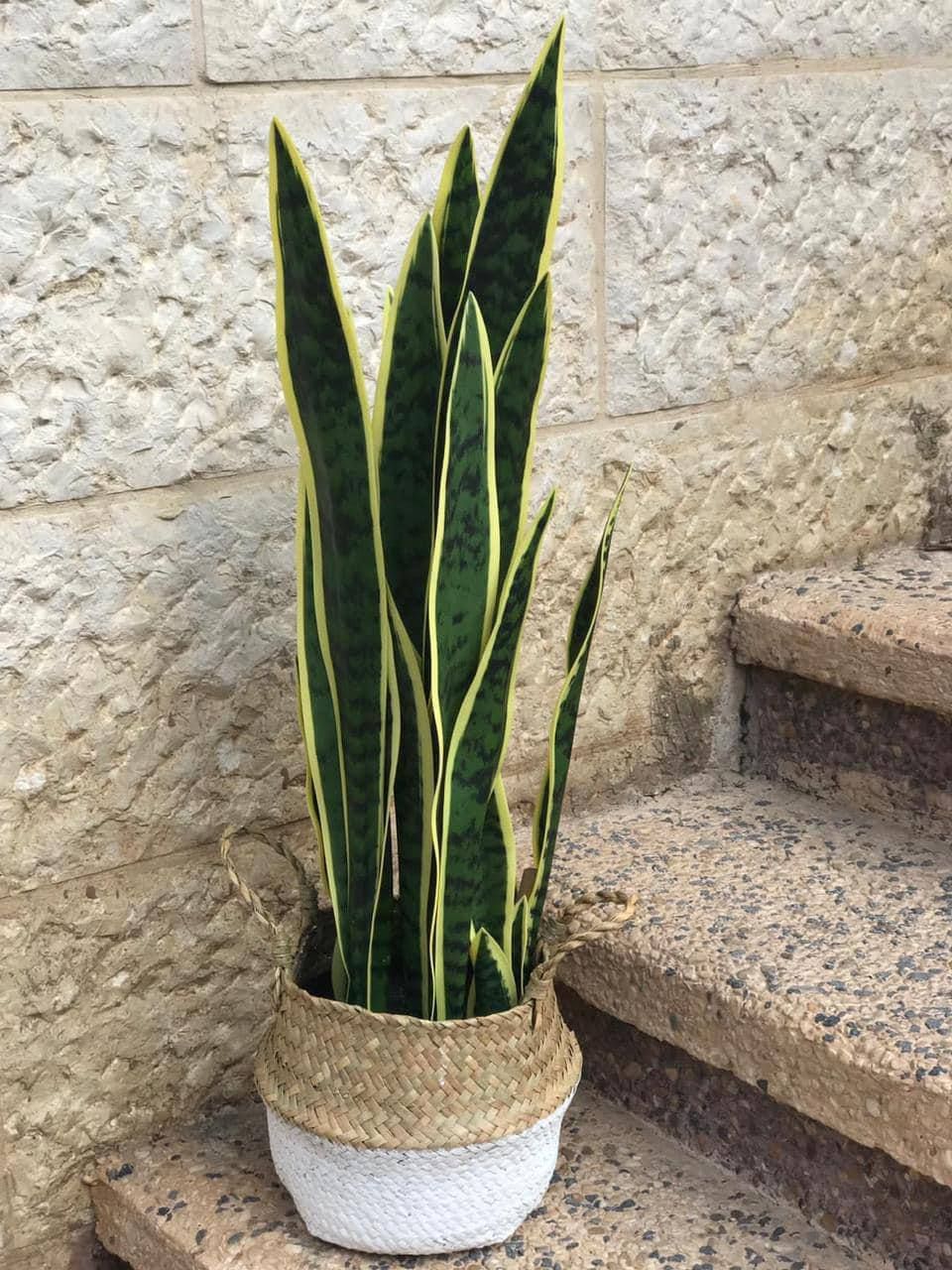 IMG_20230330_034314_525